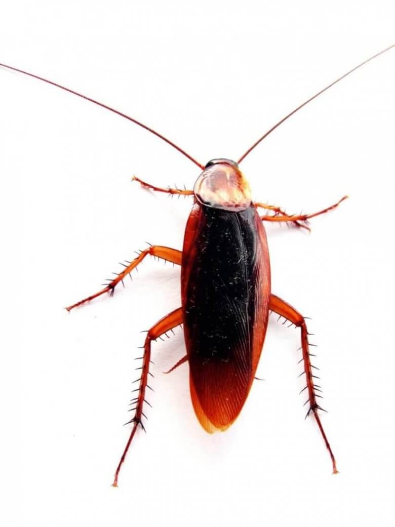 Pittsburgh Commercial Cockroach Pest Extermination