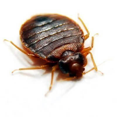 Pestco Pittsburgh Commercial Bedbug Removal Services
