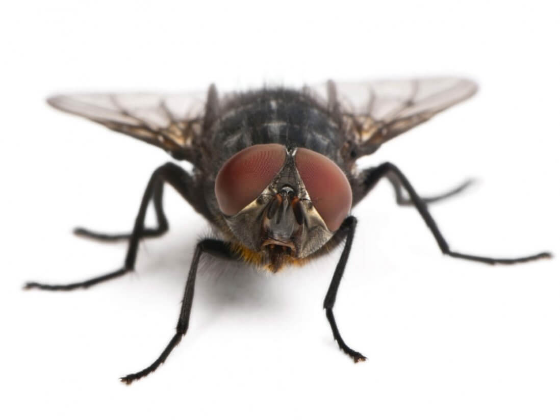 Pestco Pittsburgh Fly Control Services