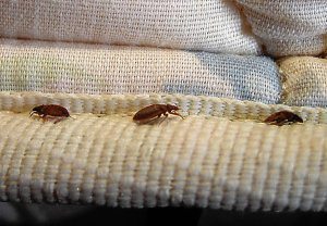 Preventing bed bug infestations hotels