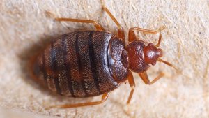Pittsburgh Hotel Bed Bug Extermination Solution