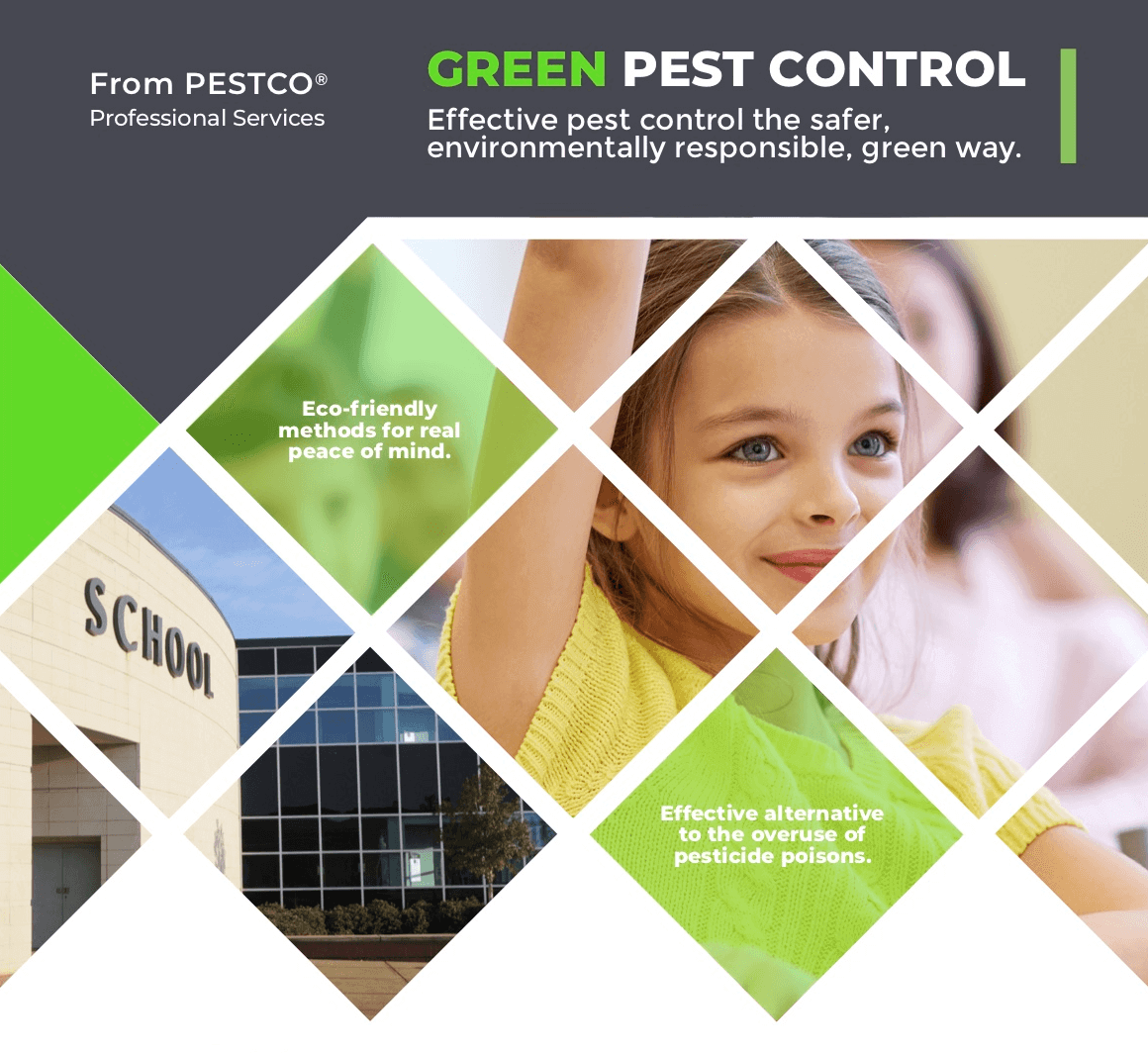 Powderpost Beetle Infestation Control | Western PA | Pestco