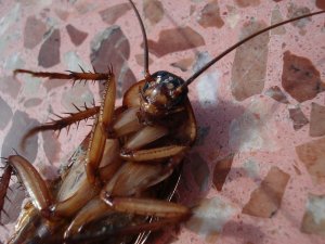 Pittsburgh Cockroach Control And Extermination Services