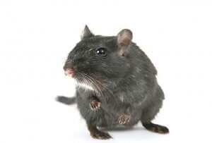 Pittsburgh Rat And Mice Control Services
