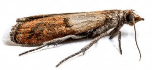 Pittsburgh Indian Meal Moth Control For Businesses