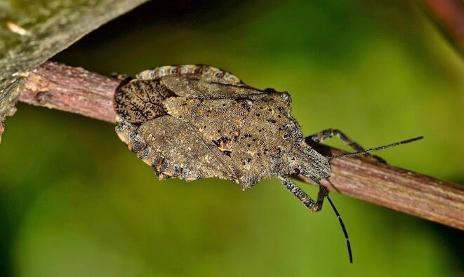 Pittsburgh Stink Bug Exterminator Exclusion Control | Pestco