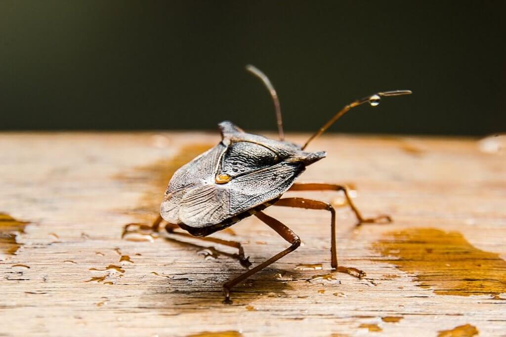 Pittsburgh Stink Bug Prevention Extermination Solutions