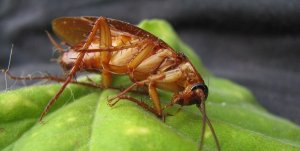 Pittsburgh Cockroach Fumigation And Prevention Services