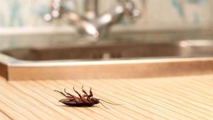 Pittsburgh Cockroach Removal Services