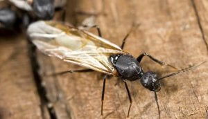 Pittsburgh Cold Weather Winged Carpenter Ant Control