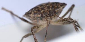 Pittsburgh Cold Weather Pest Control Stink Bugs