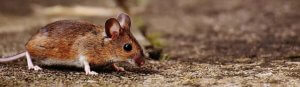 Pittsburgh mouse control pest extermination services