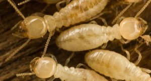 Pittsburgh Termite Extermination Services