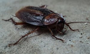 Pittsburgh Cockroach Control For Hospitals