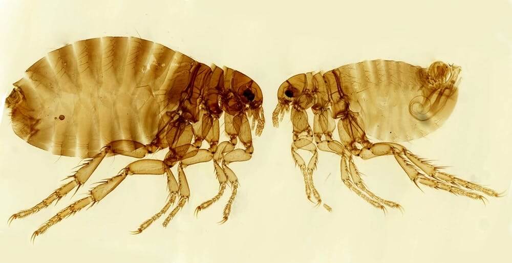 Pest And Hygiene Control Solutions For Western PA Hospitals