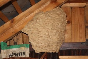 Pittsburgh Hornet Nest Removal