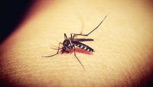 Mosquito Control Services For Pittsburgh Residences