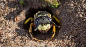 Pittsburgh Ground Digger Wasp Control