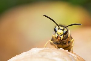 Pittsburgh Paper Wasp Control Services