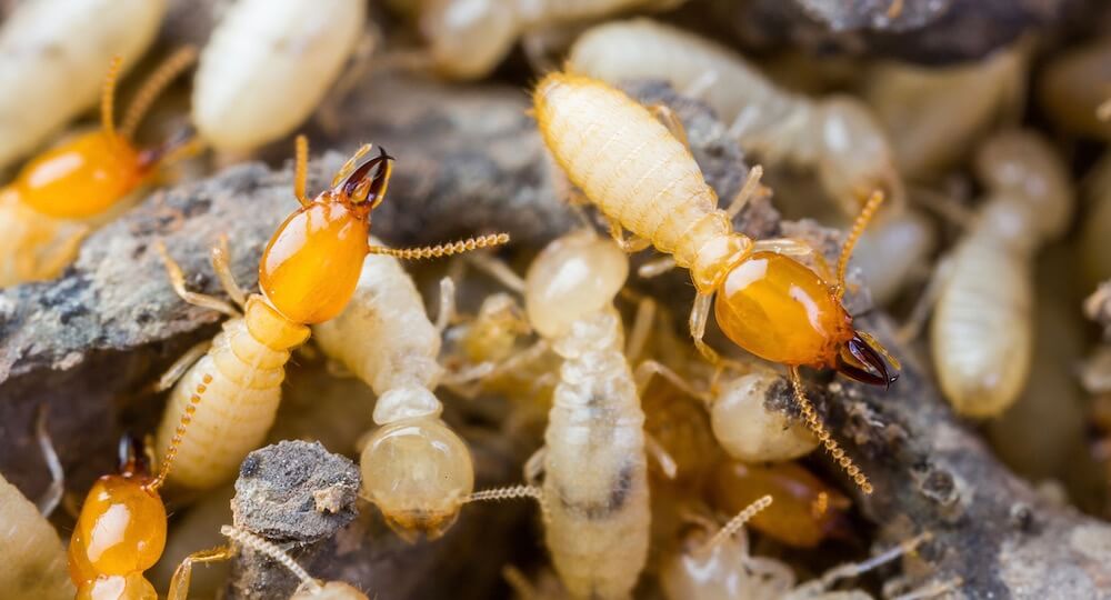 Pittsburgh Termite Prevention And Control