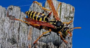 Pittsburgh Wasp Control Services