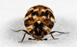 Allegheny County Carpet Beetle Control