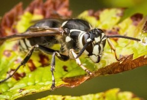 Bald Faced Hornet Control Allegheny