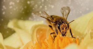 Honey Bee Hive Relocation