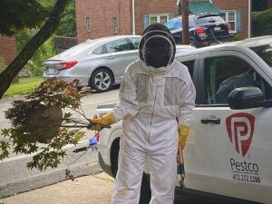 Pittsburgh Bald Faced Hornet Nest Removal