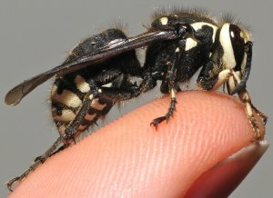 9 Seriously Horrifying Reasons To Fear The Bald-Faced Hornet