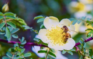 Why Save Pollinator Bees