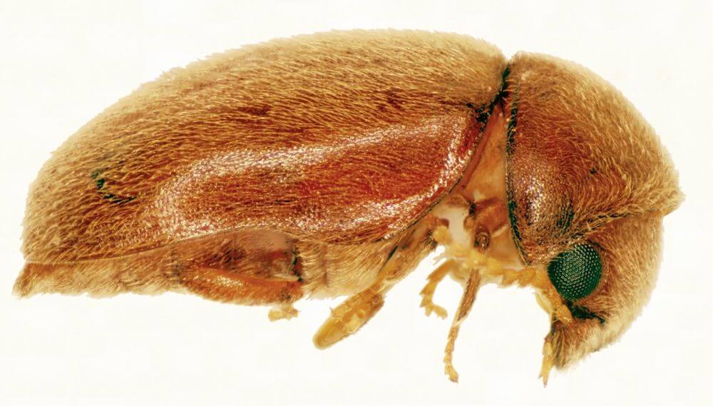 Cigarette Beetle Pantry Pest Control