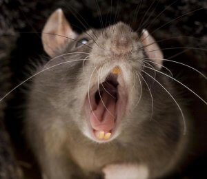 Rats have strong teeth