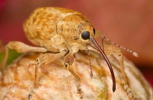 Weevil pantry pest control