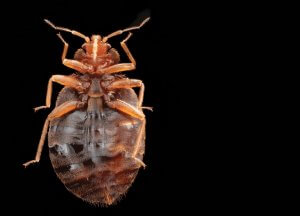 Bed Bugs Bane Of Human Civilization