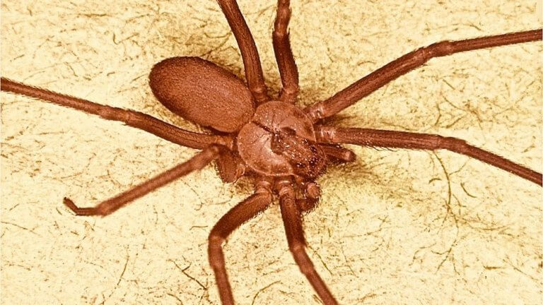 Scariest Skin Crawl Worthy Insects