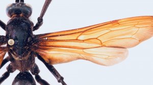 Solitary Tarantula Hawk Wasp