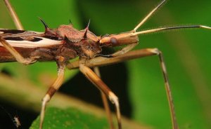 The Assassin Bug