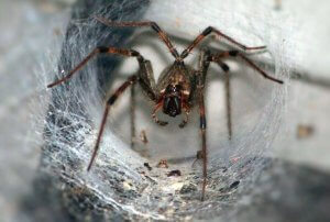 The Australian Funnel Web Spider