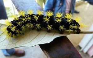 The Giant Silkworm Caterpillar