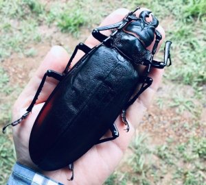 Titan The Largest Beetle In The World