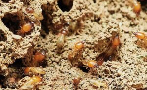 Understanding Termite Colonies