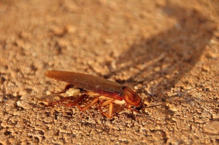 12 Tips For Winter Cockroach Control A Homeowners Guide