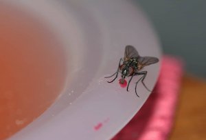 Pittsburgh Common House Fly