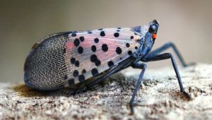 Spotted Lantern Fly Pittsburgh