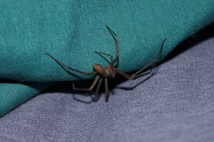 Recluse Spiders Winter Pests