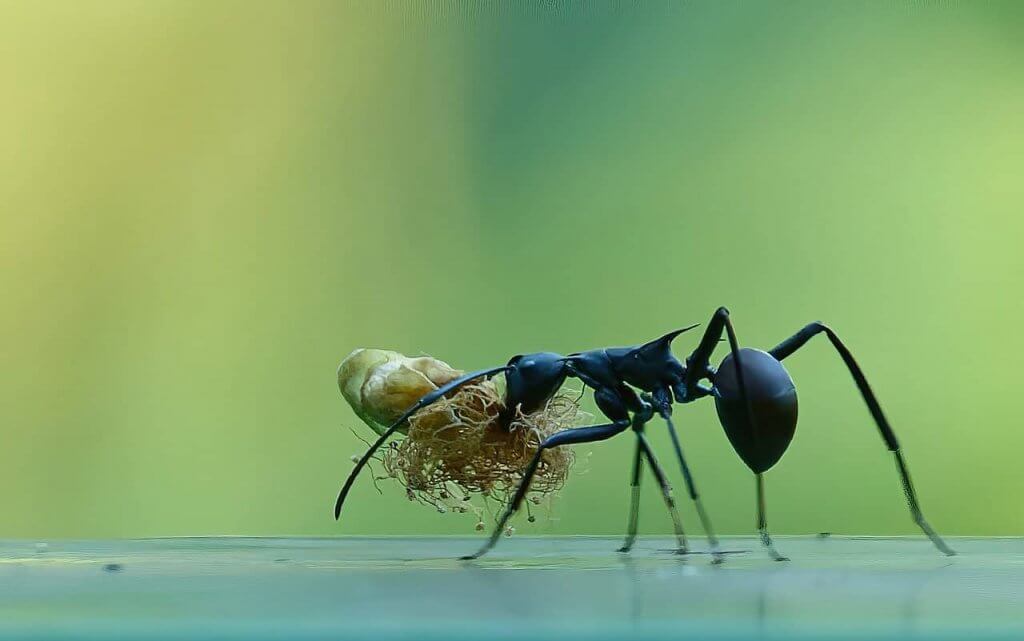 Carpenter Ant Control Pittsburgh