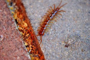 Centipedes In Pennsylvania
