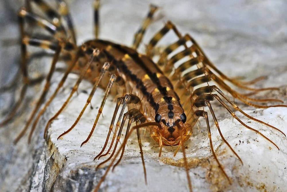 Pittsburgh Centipede Control For Homeowners