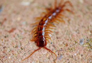 Tips For Centipede Control in Pittsburgh